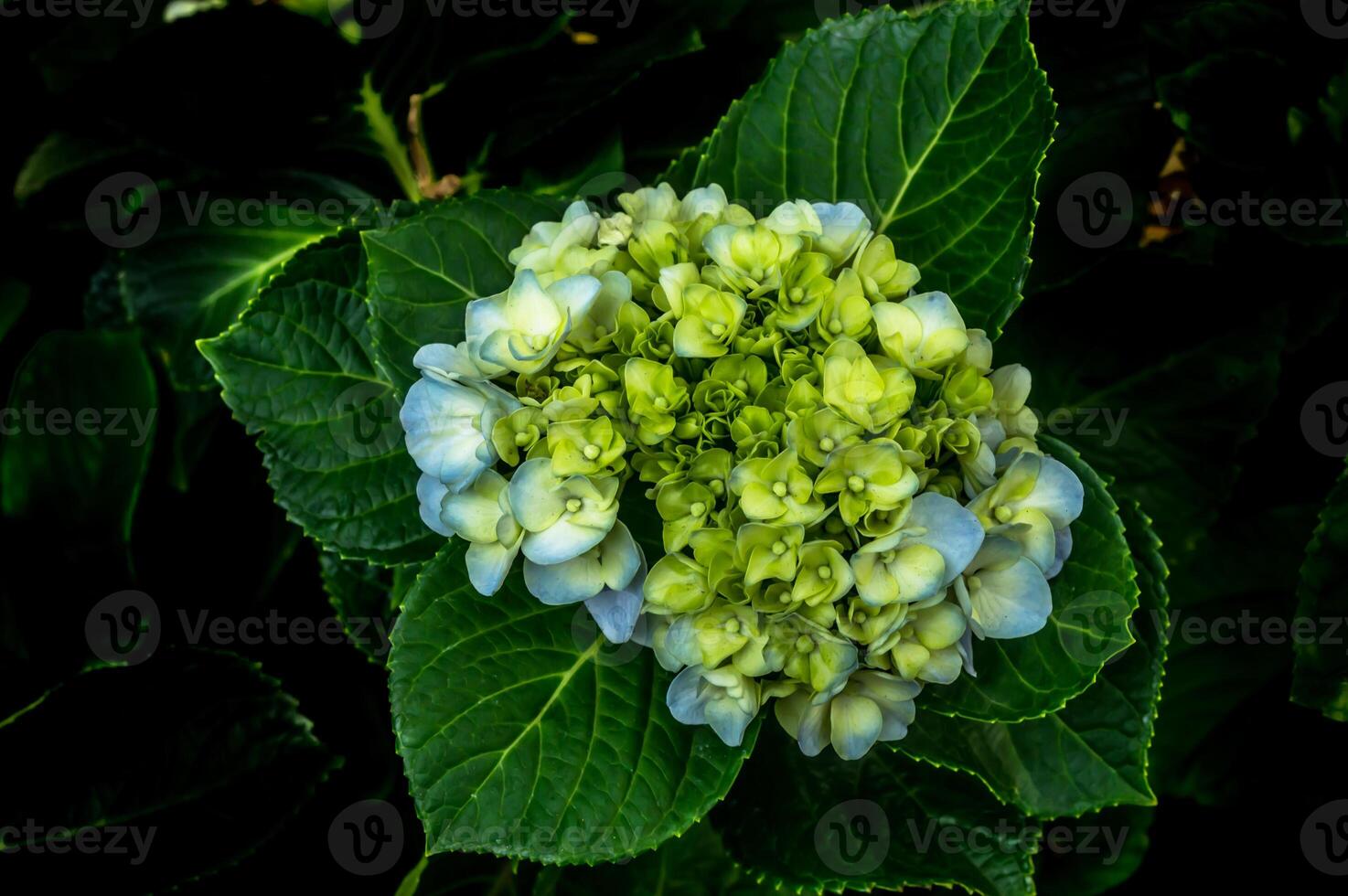 A close up of a green and blue flower photo