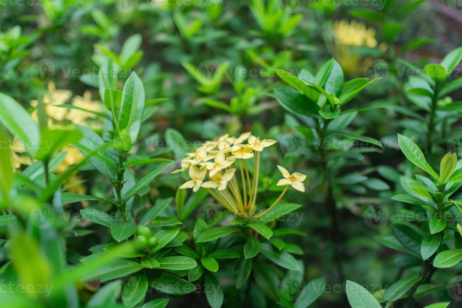 Yellow Flowers Cluster with Green Leaves photo