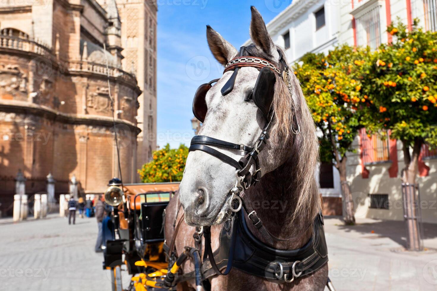 Horse Transport for Tourists in Sevilla, Spain photo