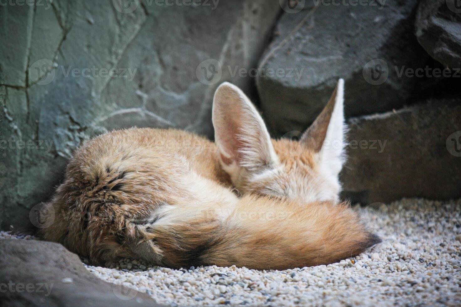 Fennec Fox Sleeping photo