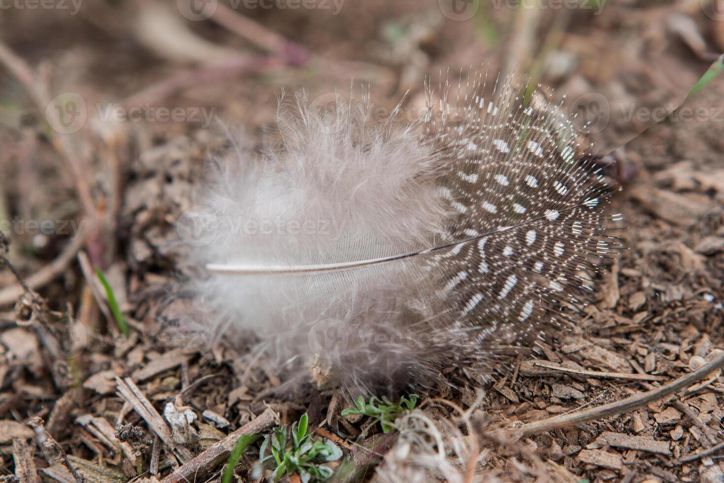 fluffy feather on ground photo
