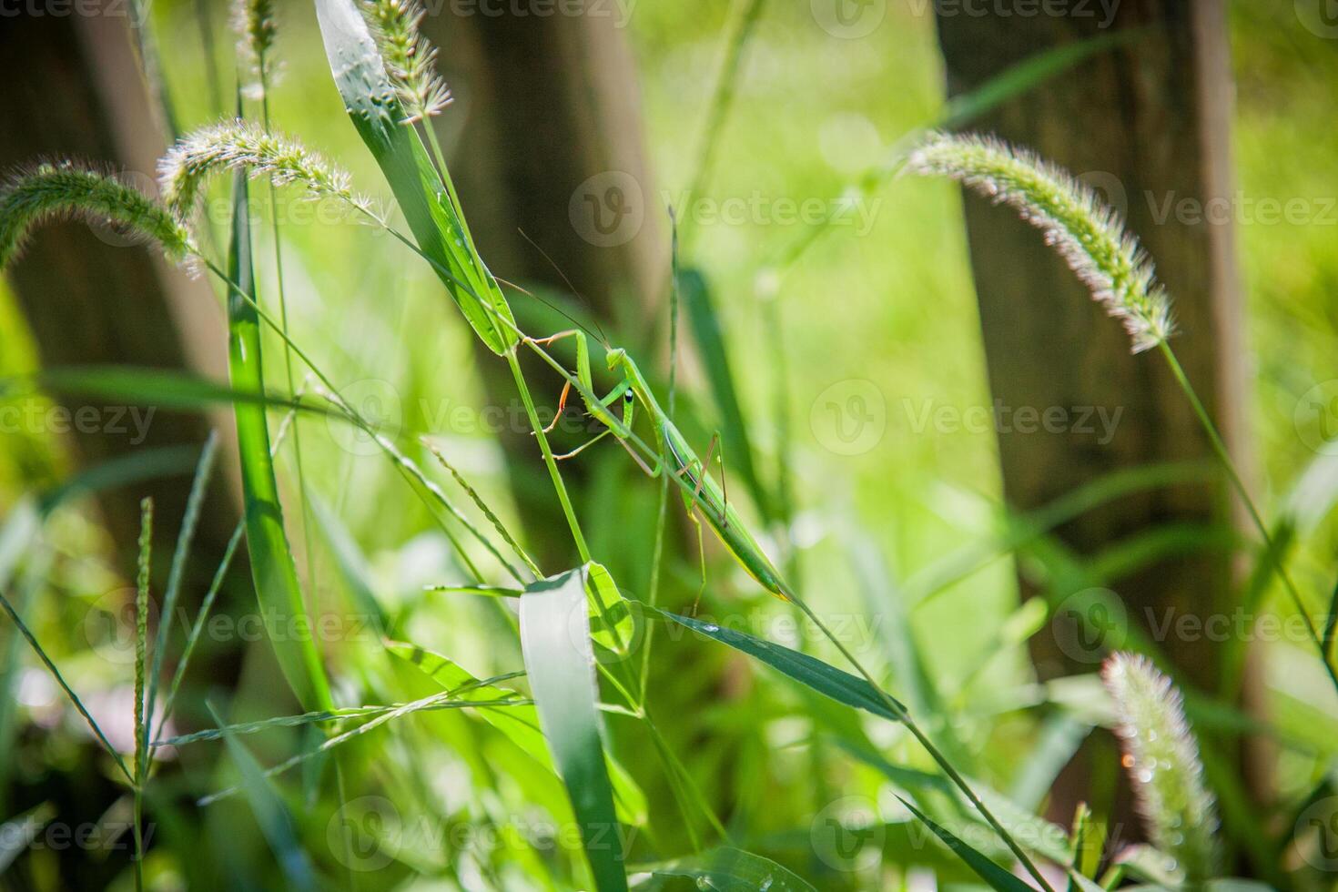 Mantis on a blade of grass photo
