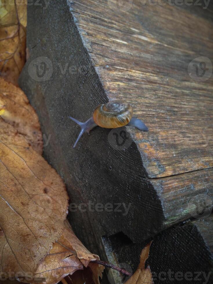 small lonely snail photo
