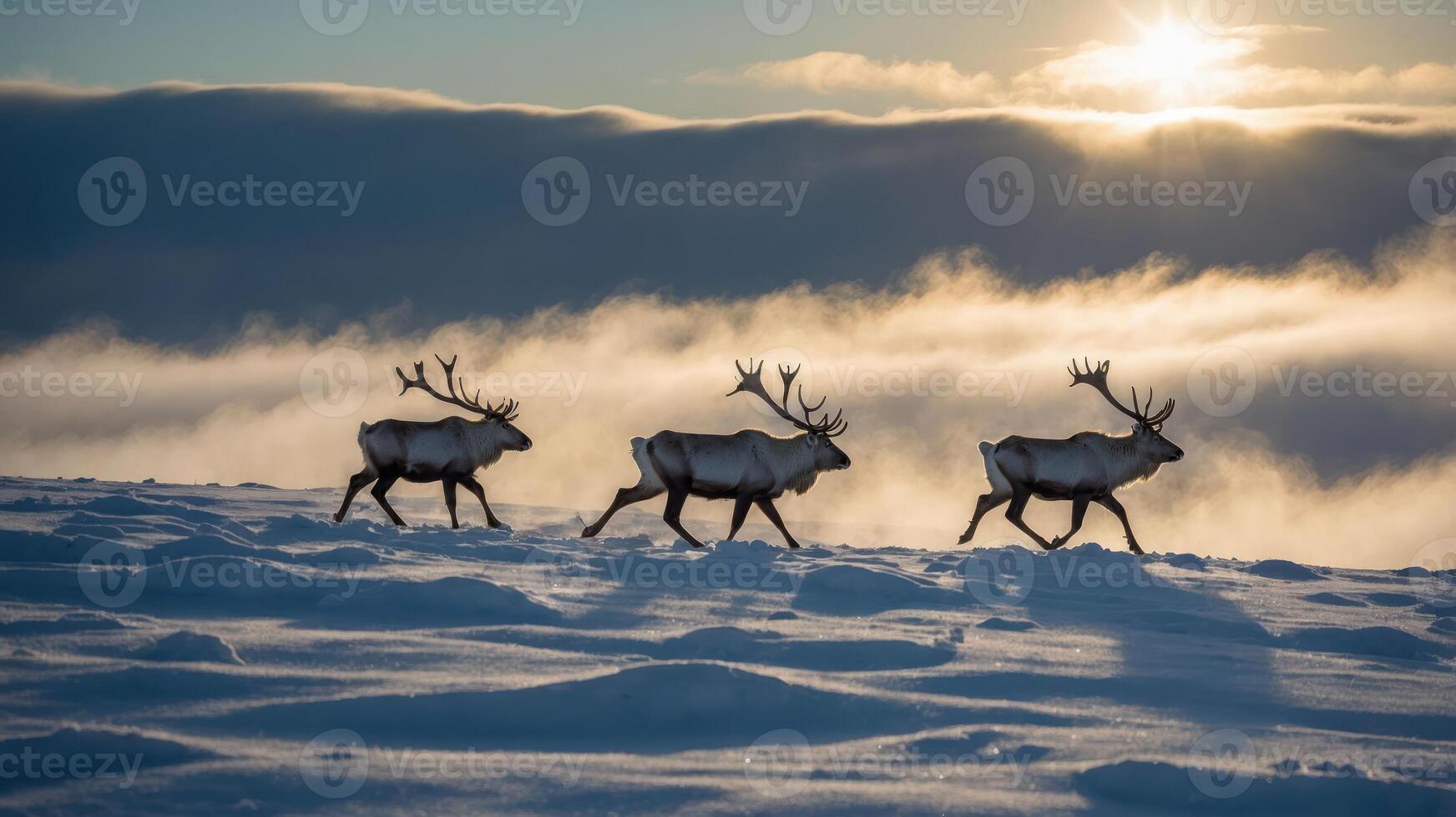 Three reindeer walking through snowy terrain under a bright sun and misty clouds. photo