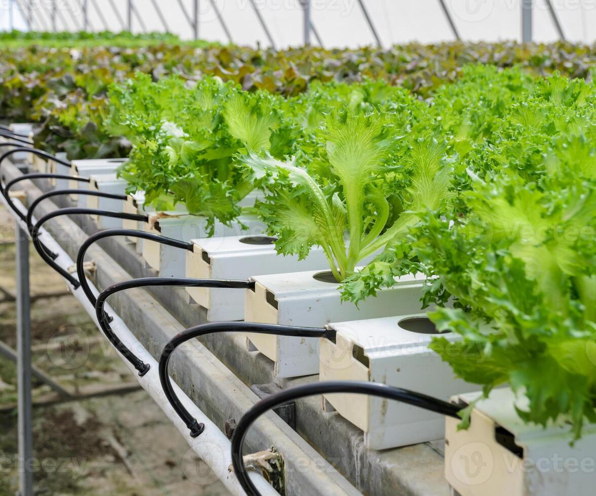 Hydroponic Fillie Iceburg leaf lettuce vegetables plantation in aquaponics system photo