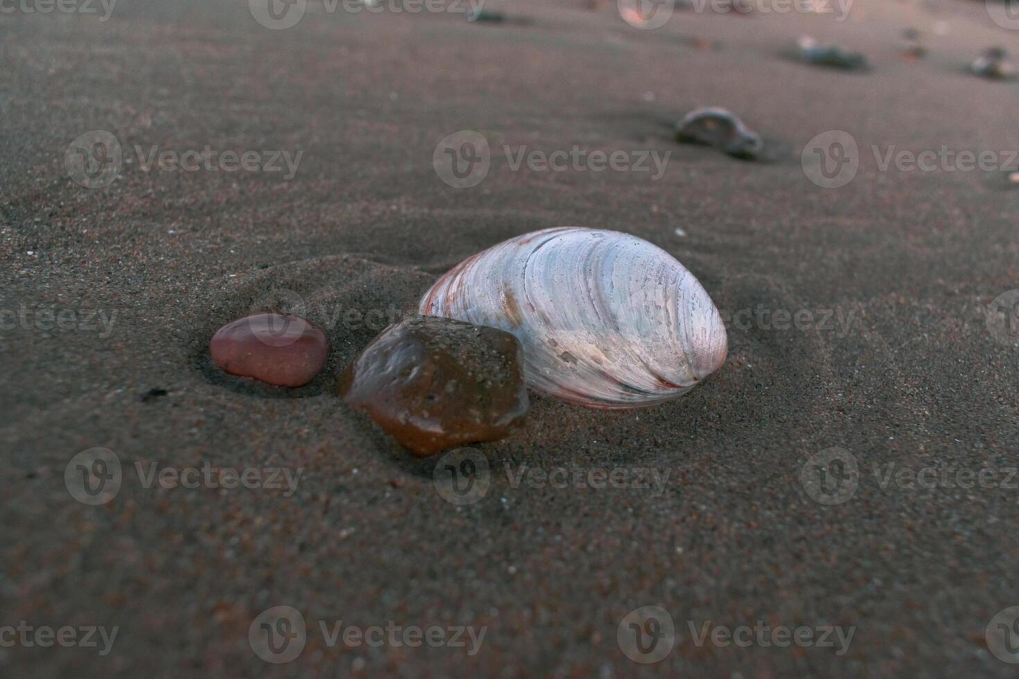 Seashell and pebbles on a sandy beach photo
