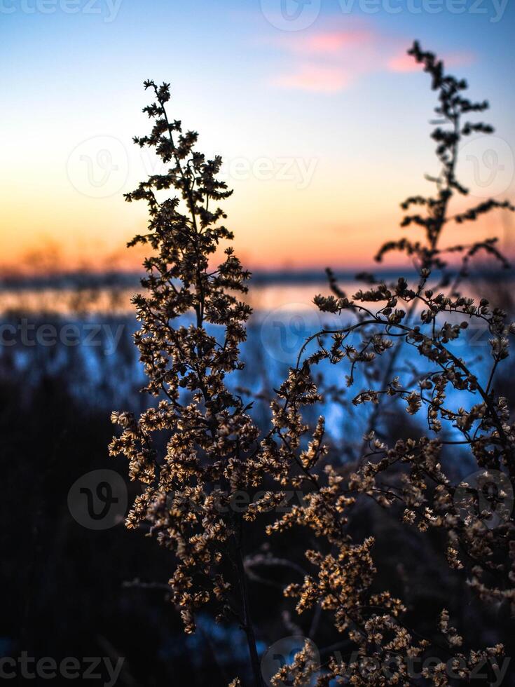 Warm sunset through the grass in late winter photo