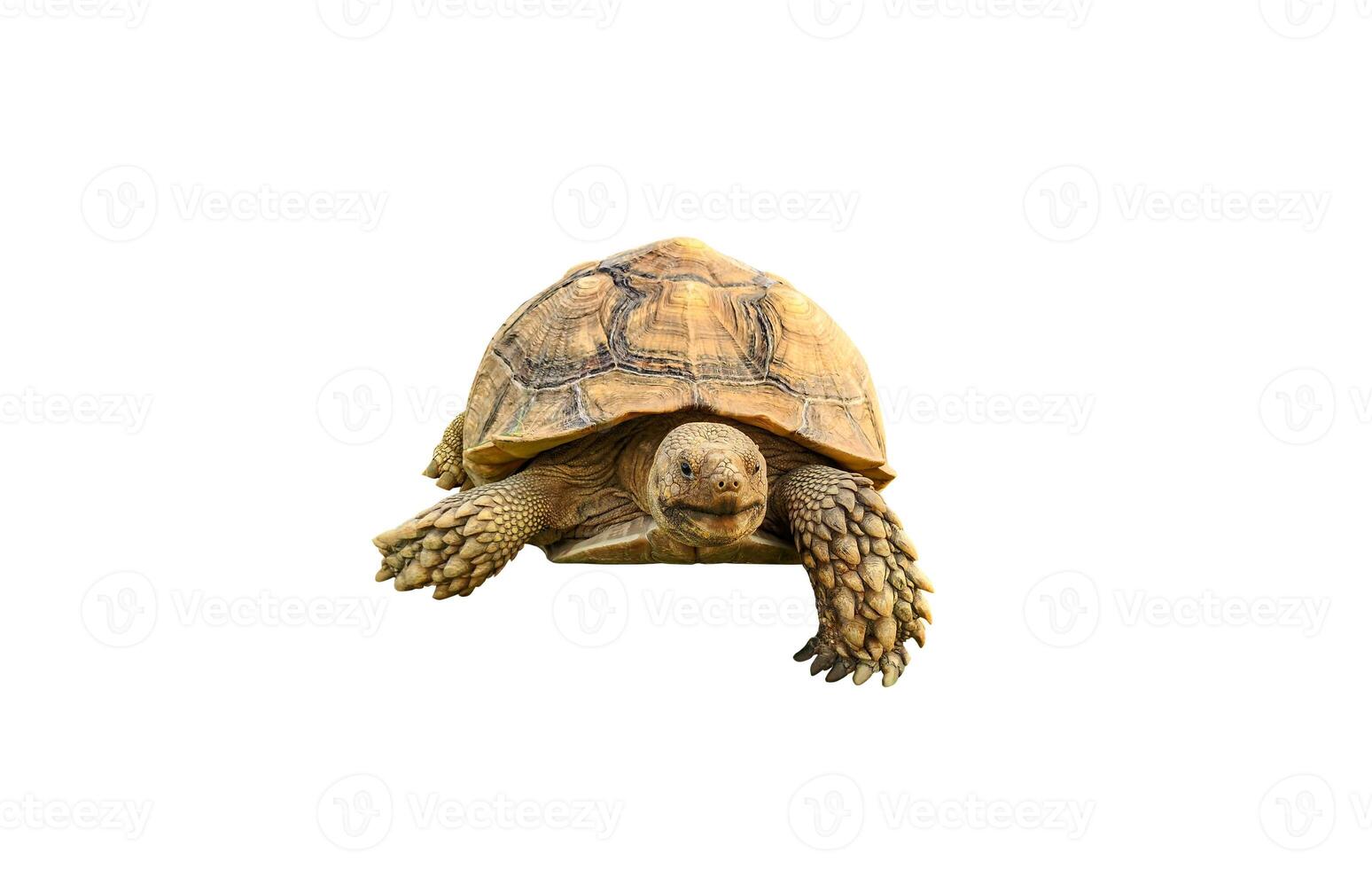 tortoise, cute turtle, sulcata tortoise, african spurred tortoise isolated on white background. photo