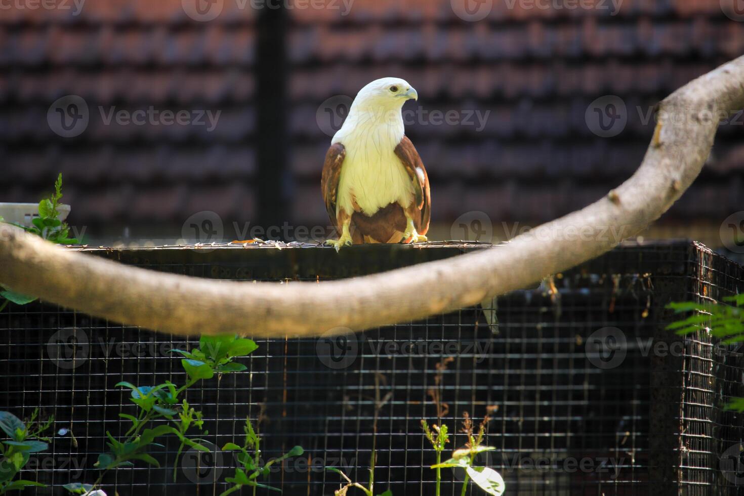 Elang Bondol or haliastur indus with majestic brown and white plumage photo