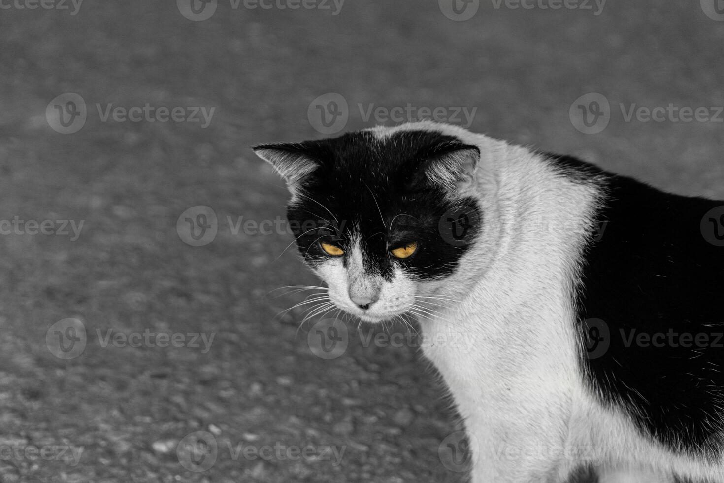 Black and white cat sitting alone with a melancholic mood, ideal for themes of solitude and emotion photo