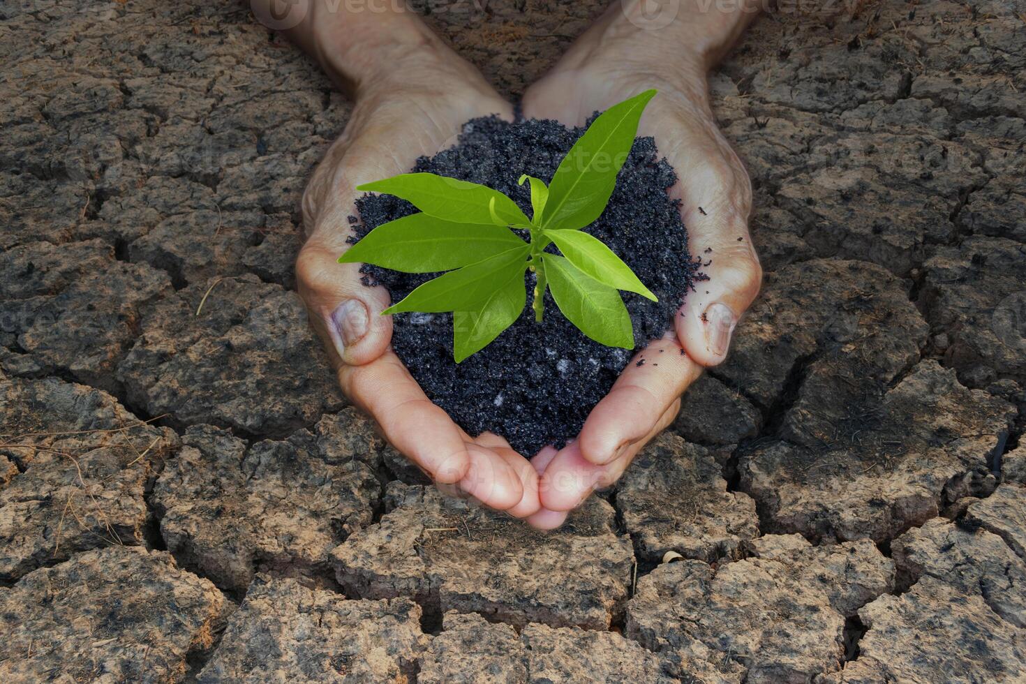 Hand for planting trees back to the forest, Creating awareness for love. Global warming photo