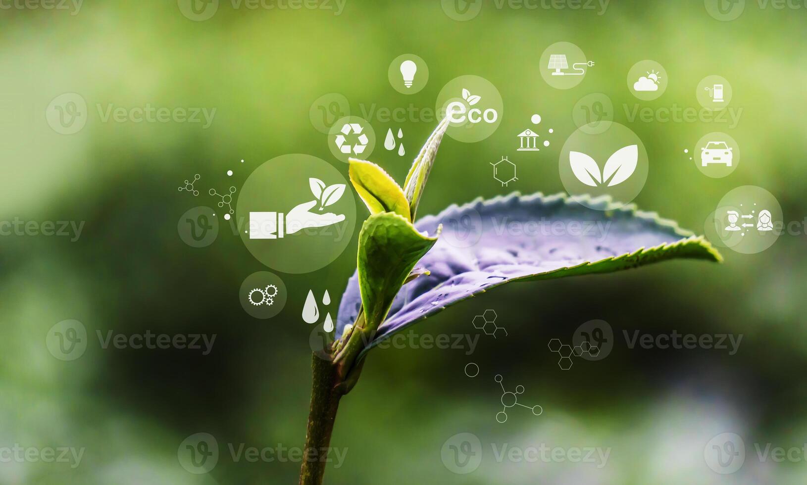 green leaf with eco icons photo