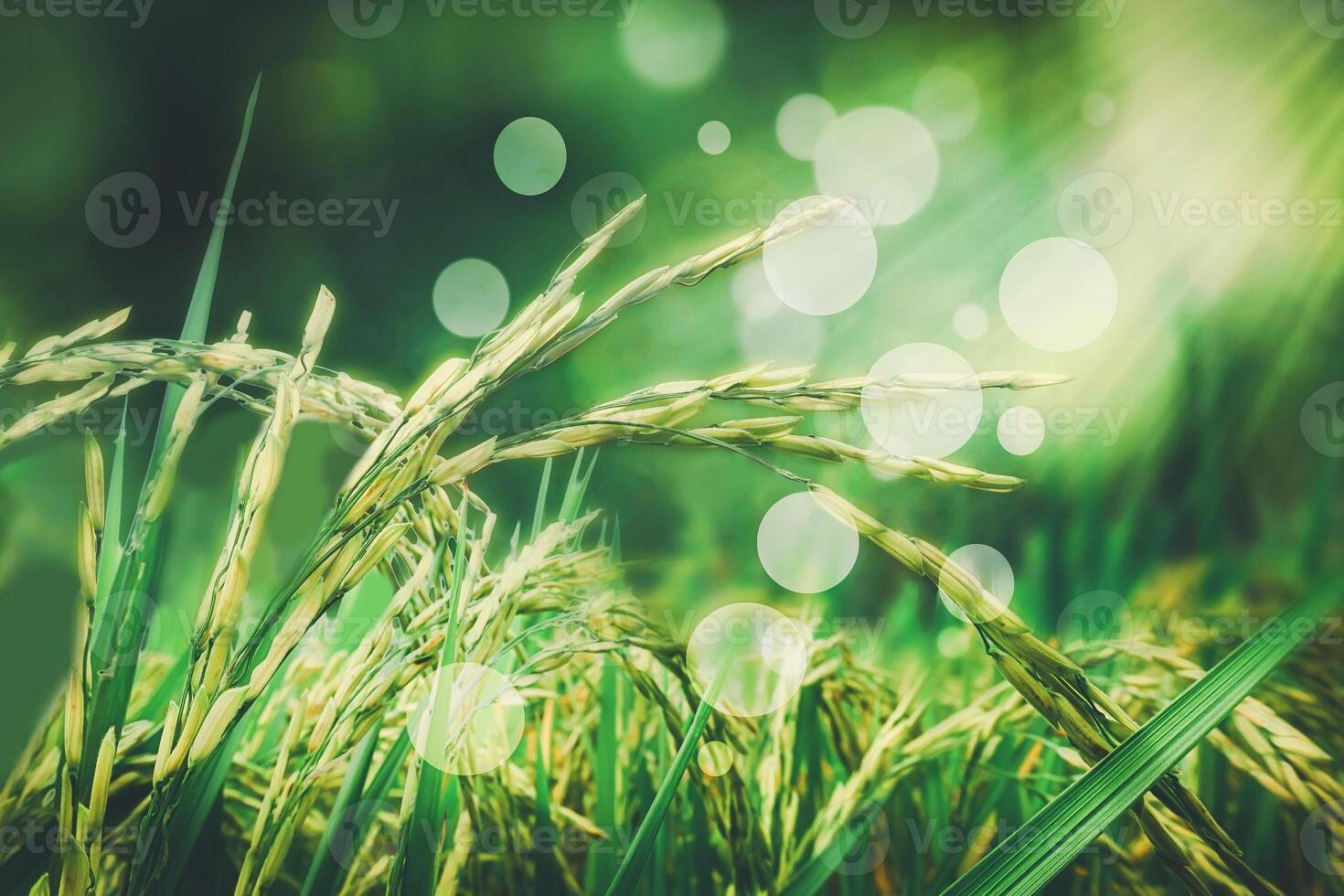green rice field with bokeh effect photo