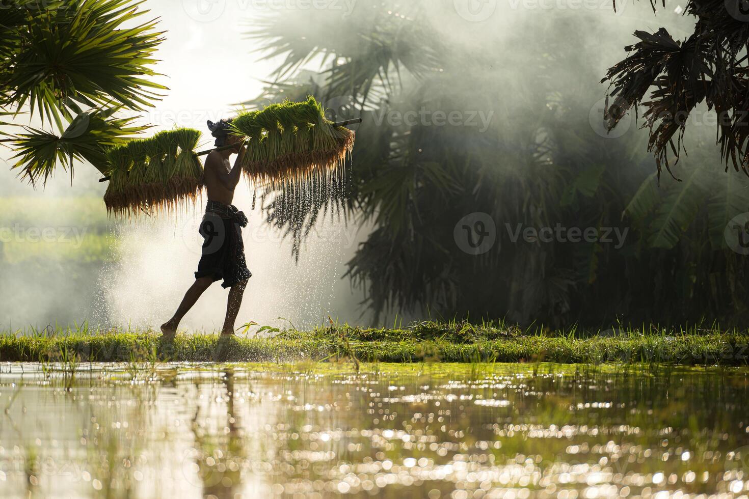 On the morning with golden sunlight in the rice fields in rural Thailand, Farmers and their lifestyle of rice farming based on the seasons photo