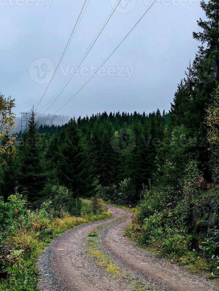 a dirt road in the forest on a rainy foggy day in norway photo
