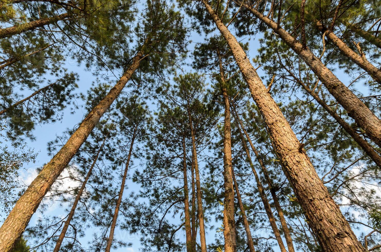 Looking up into treetops of pine forest to Conifer canopy photo