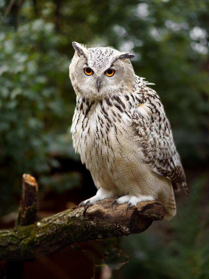 Eurasian eagle owl on branch photo