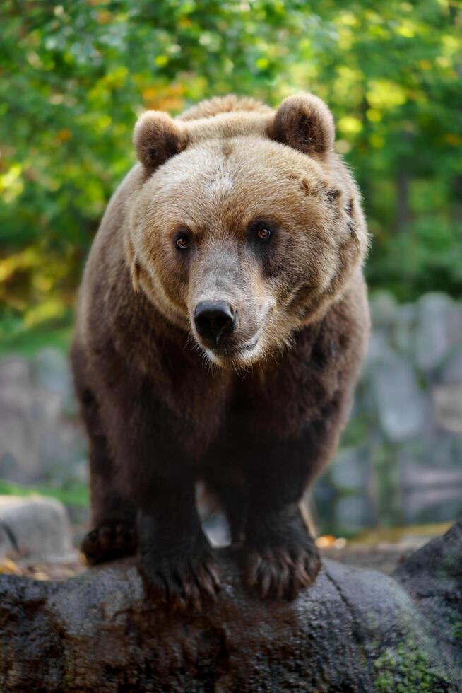 Kamchatka brown bear on rock photo