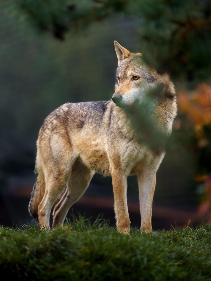 Grey wolf in autumn nature photo