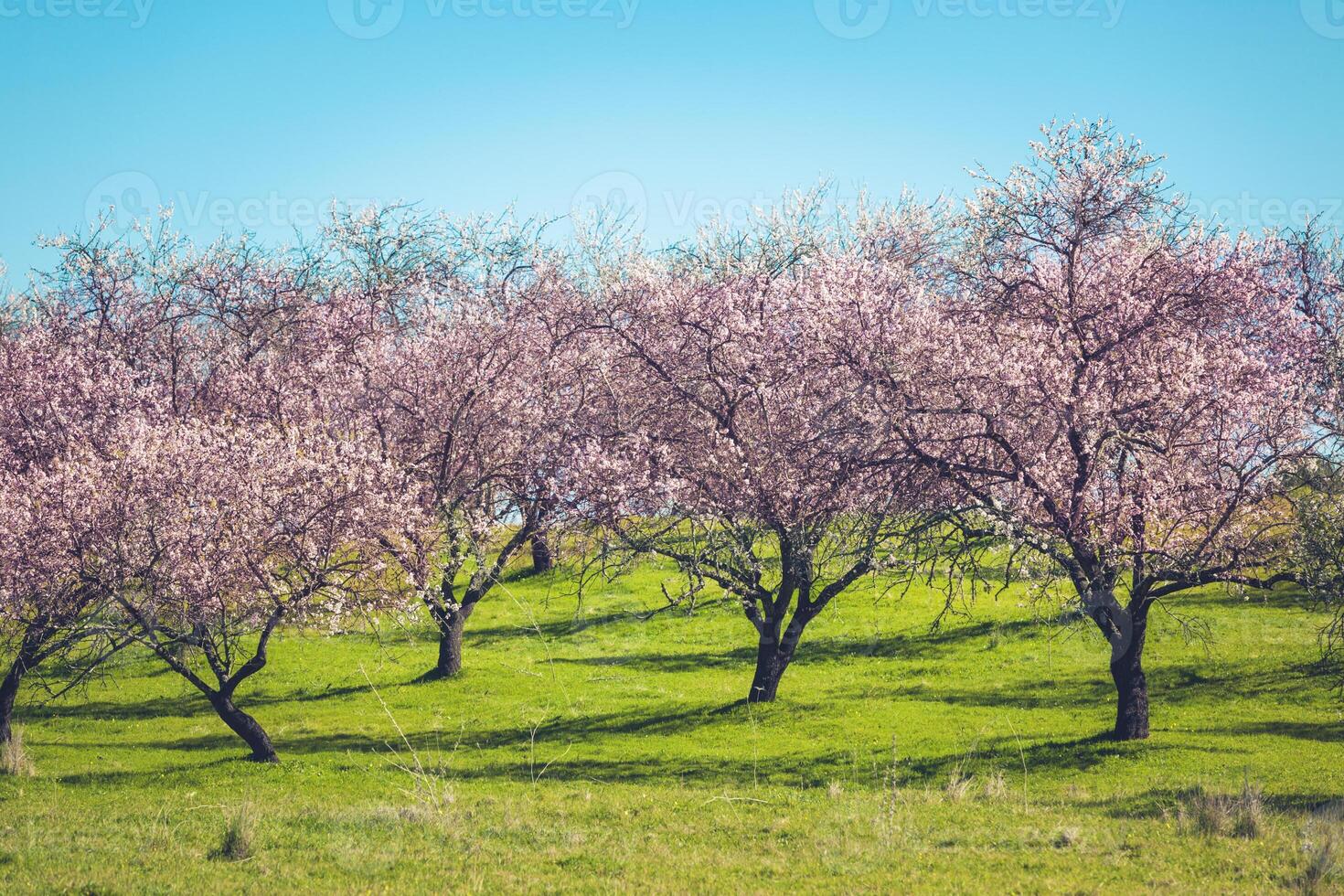 Pink Blooming Peach Trees at Spring photo