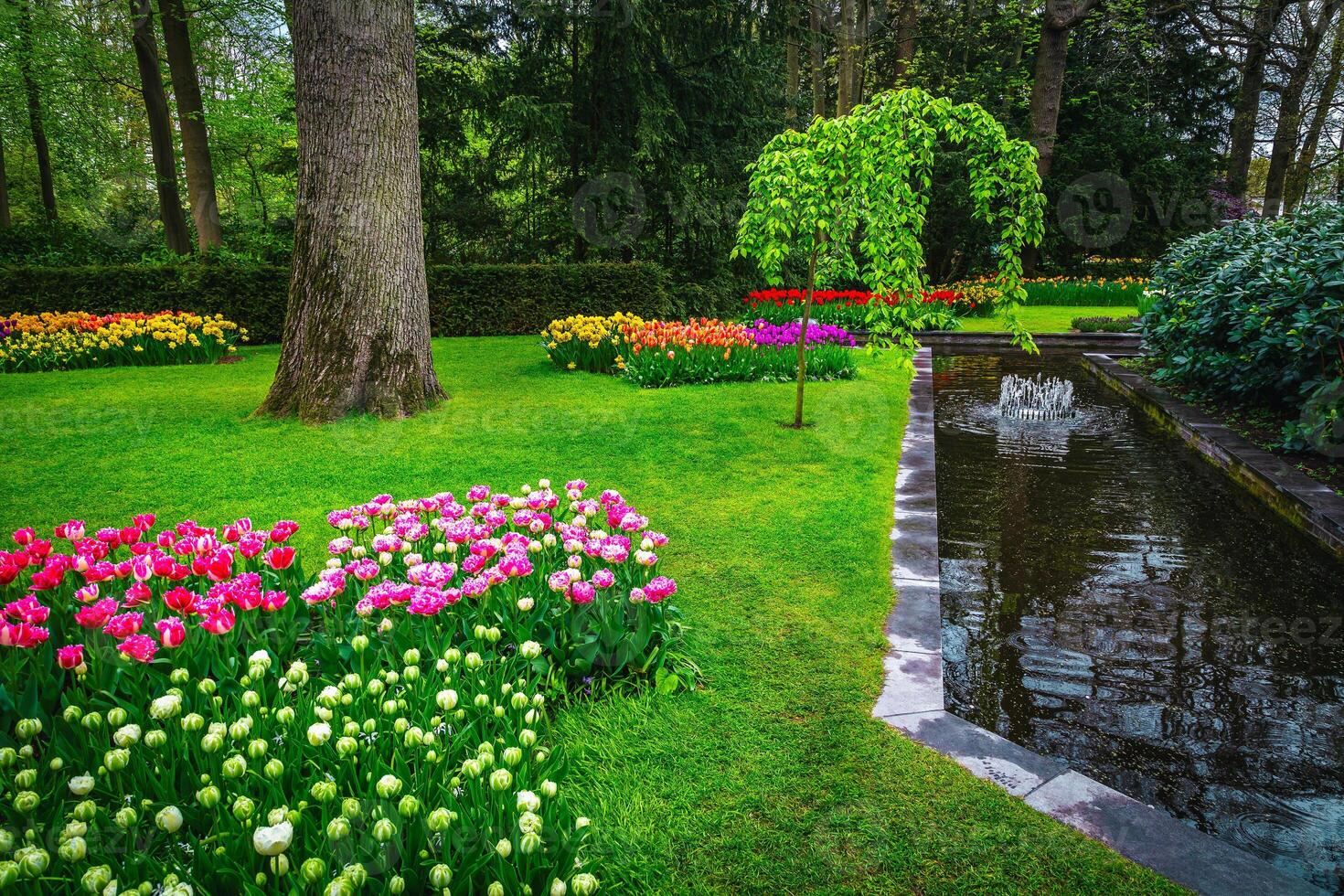 Amazing part of ornamental garden with colorful tulips photo