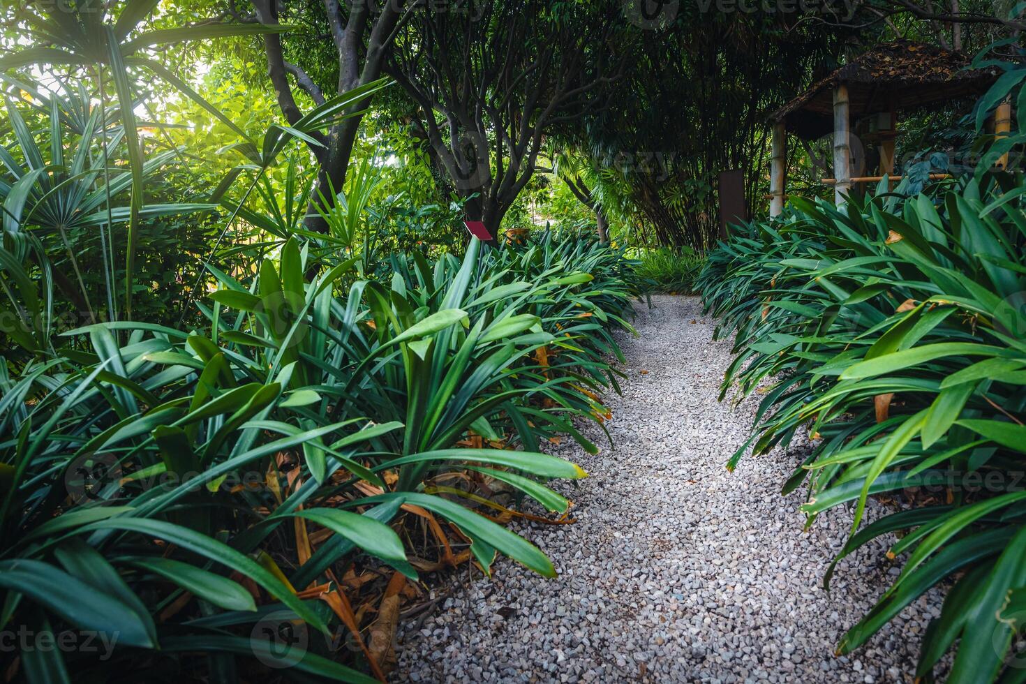 Gravel pathway with plants in the botanical garden, Menton, France photo