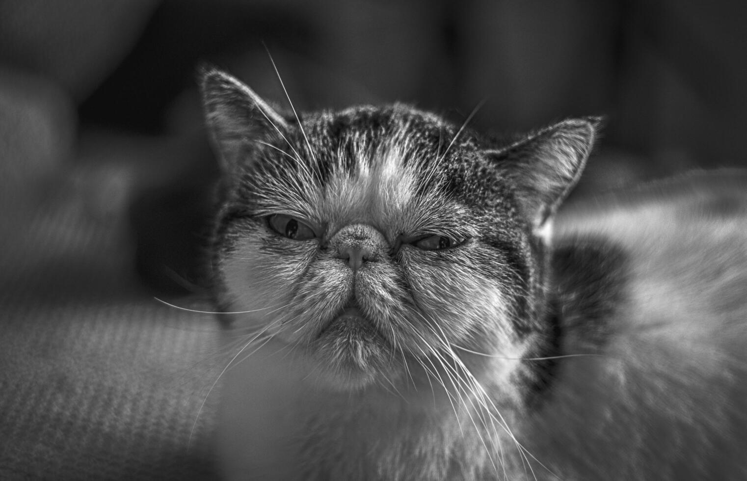 White exotic cat with big white whiskers and big eyes lying on the sofa. monohrom photo