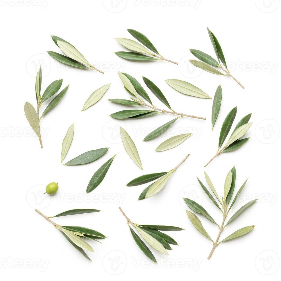 Olive branches isolated on white photo