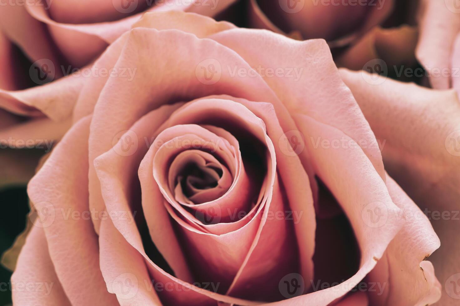 Macro shot of a pink rose in full bloom, vibrant colors, fine textures. photo