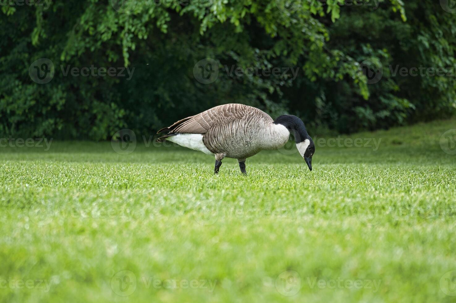 Canadian gosling stands on lush grass surrounded by natural beauty. Wildlife photo