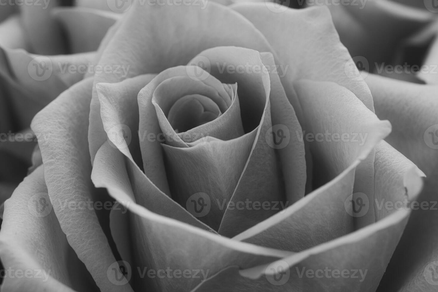 Black and white image of a rose, textured petals radiate timeless elegance photo