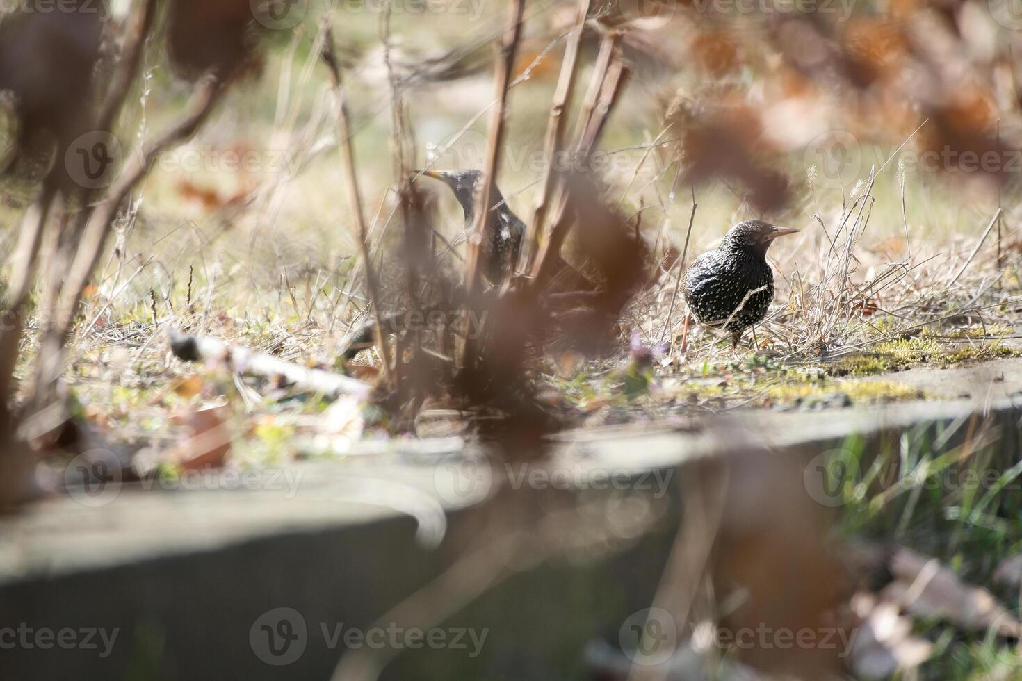 Two birds in the grass, partly hidden by leaves and branches, one quiet. photo
