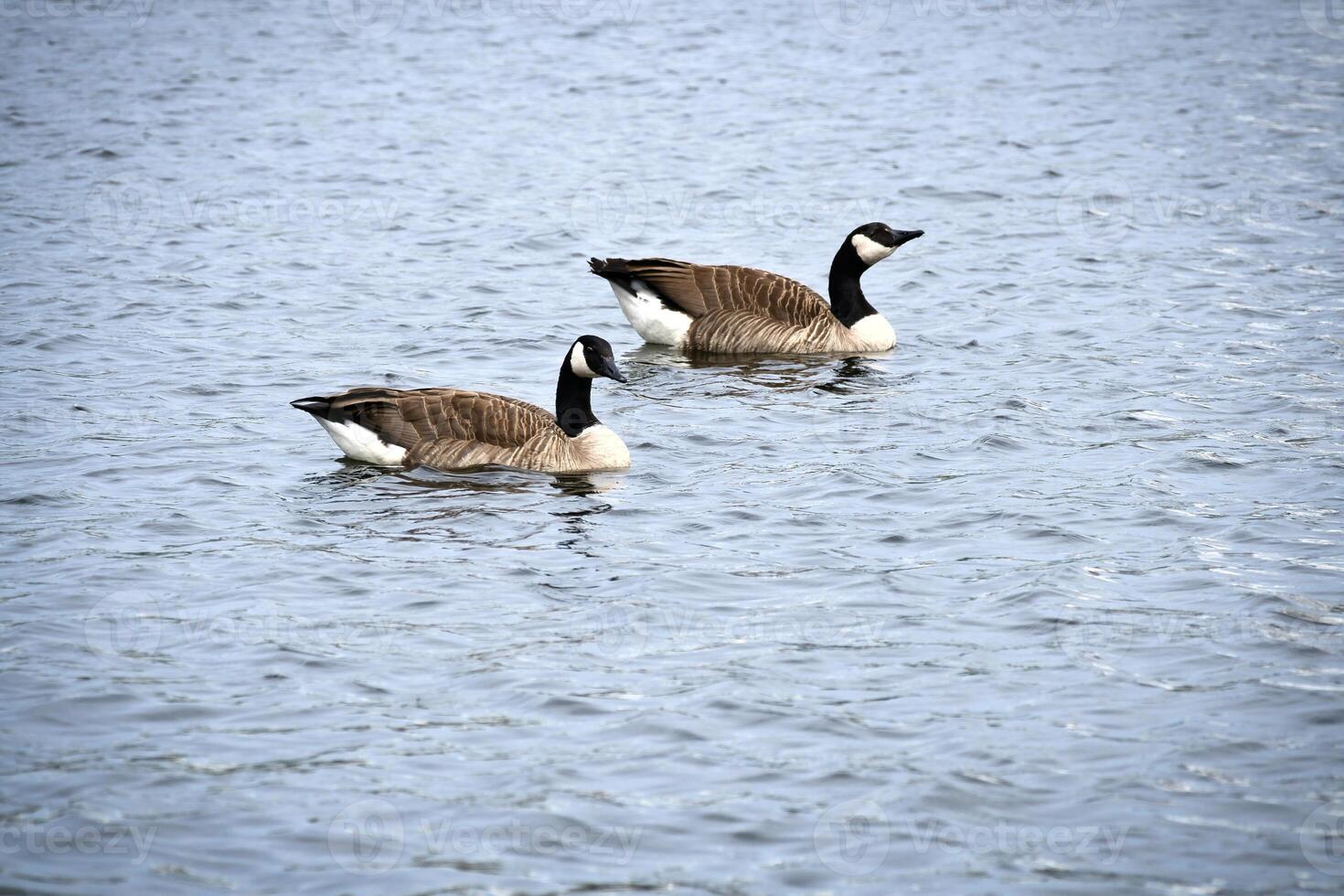 Two Canada geese swim leisurely on calm water. A harmonious nature photo