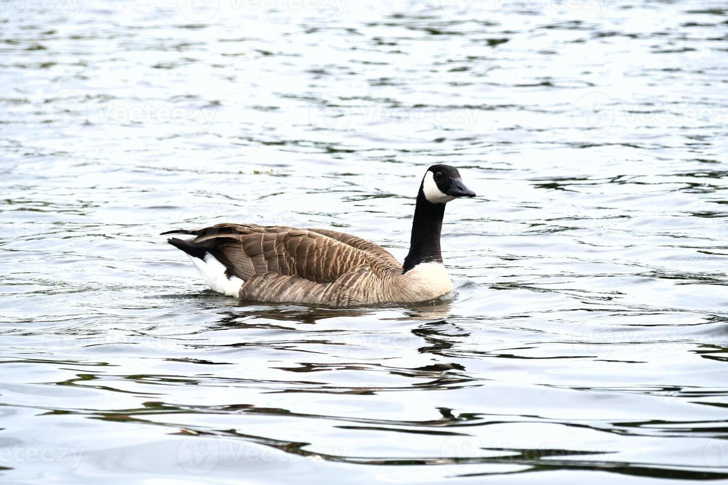 A Canada goose swims leisurely on calm water. A harmonious nature motif. photo