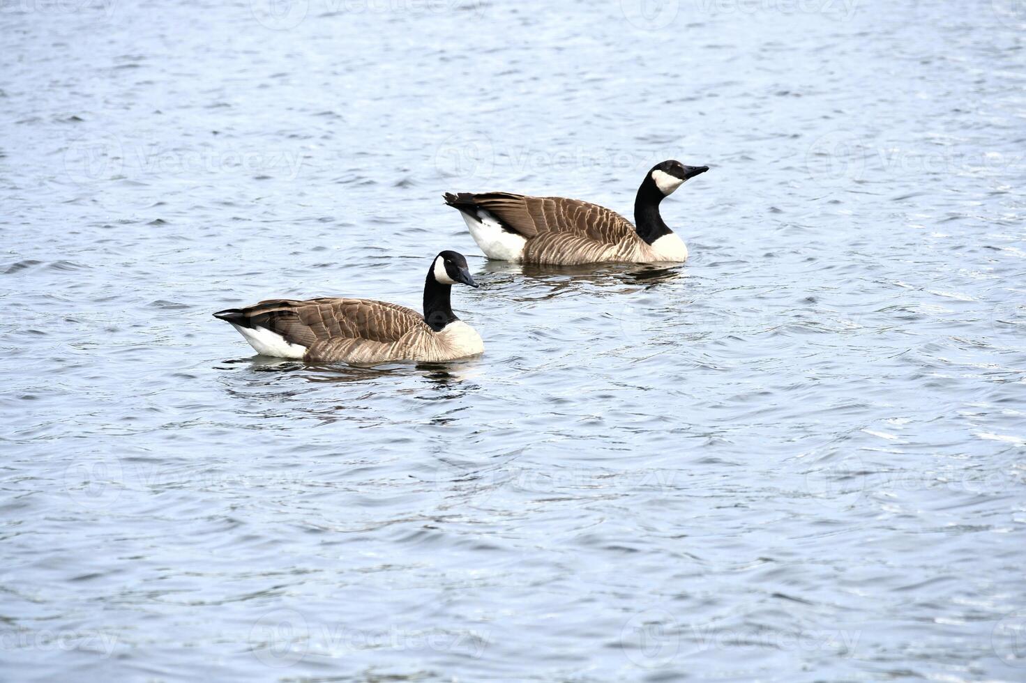 Two Canada geese swim leisurely on calm water. A harmonious nature motif photo