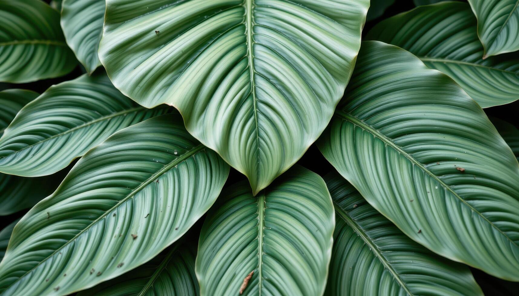 close up view of thick tropical leaves overlapping in a complex pattern, showcasing natural symmetry and vibrant green hues. photo
