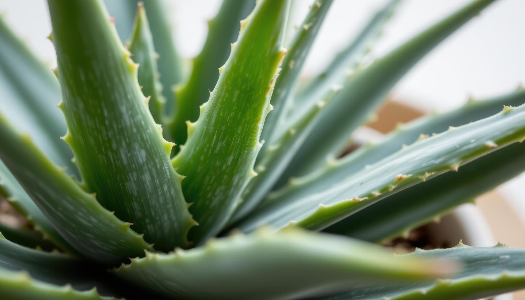 close up view of thick, overlapping aloe vera leaves with smooth edges and translucent gel hints. photo