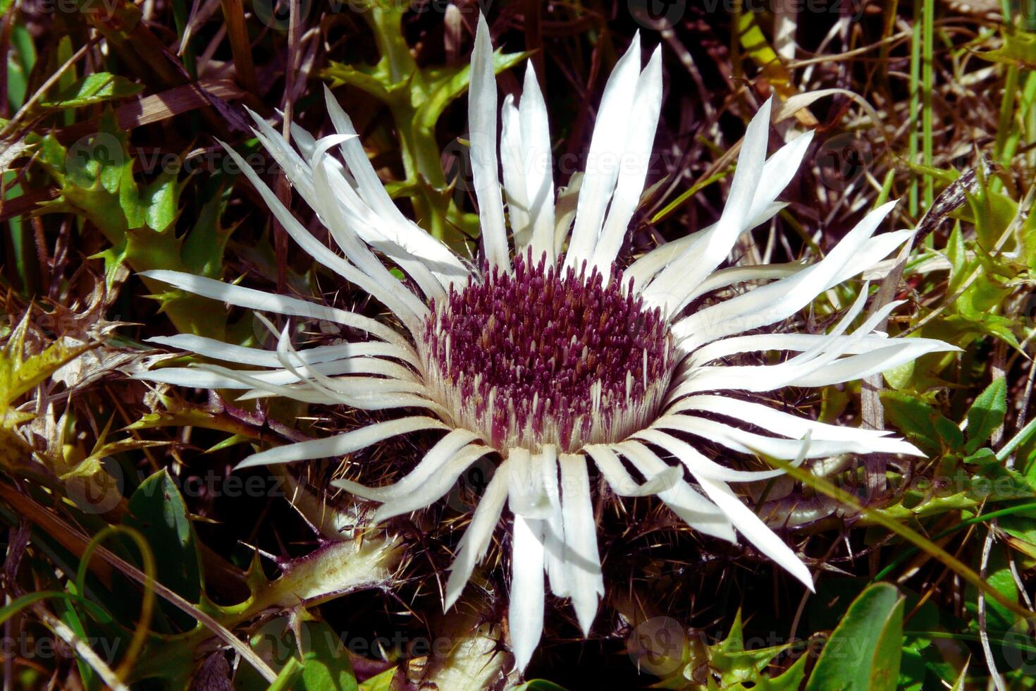 adiant Spikes Bold Charm of the Silver Thistle photo