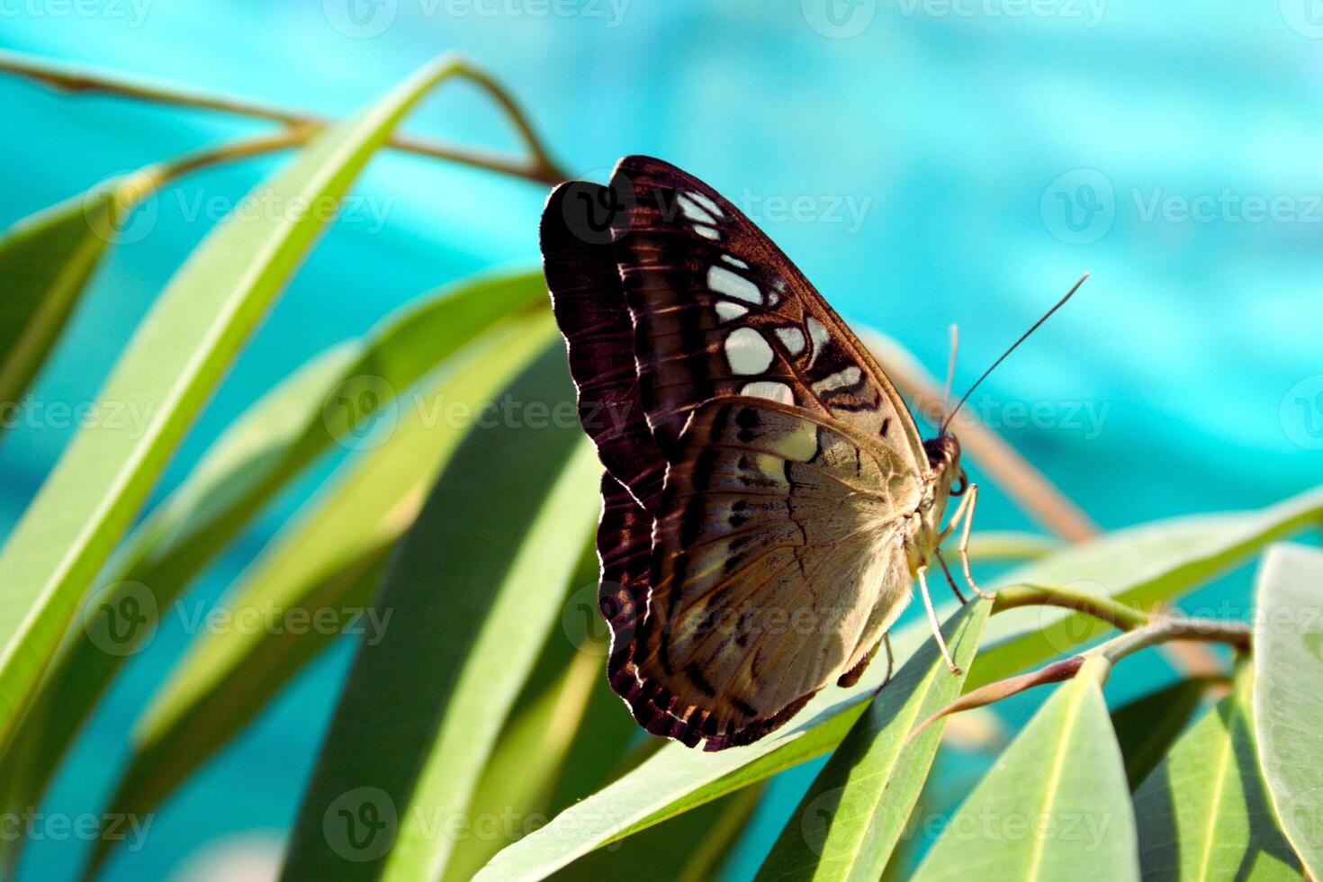 Delicate Rest Where Wings Meet Natures Touch photo