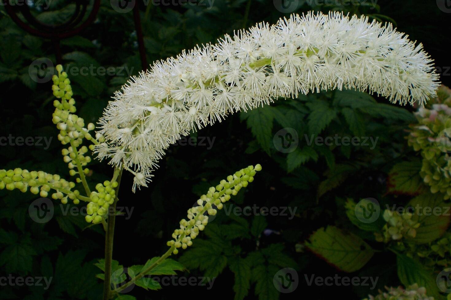 Luminous Grace Radiance of the Silver Candle Flower photo