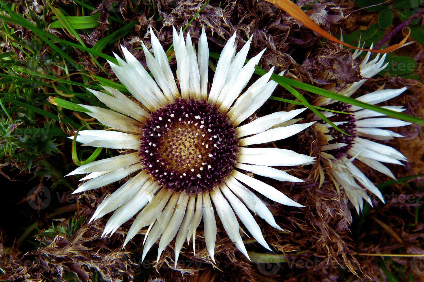 Silver Crown Wild Beauty of the Thistle Bloom photo