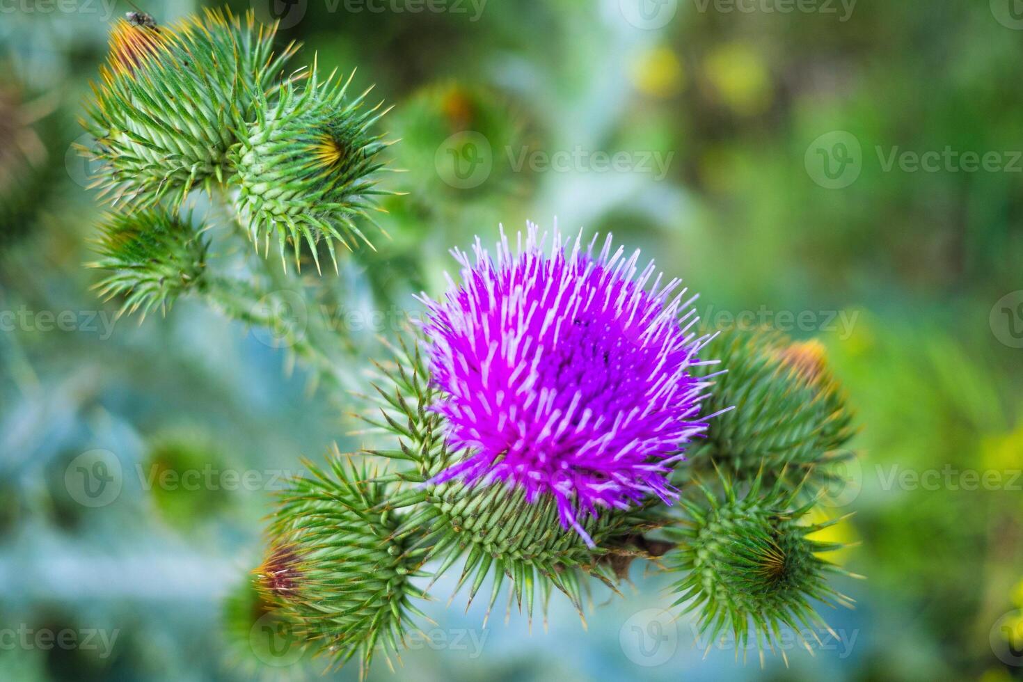 Crowned in Thorns Natures Thistle Flower photo