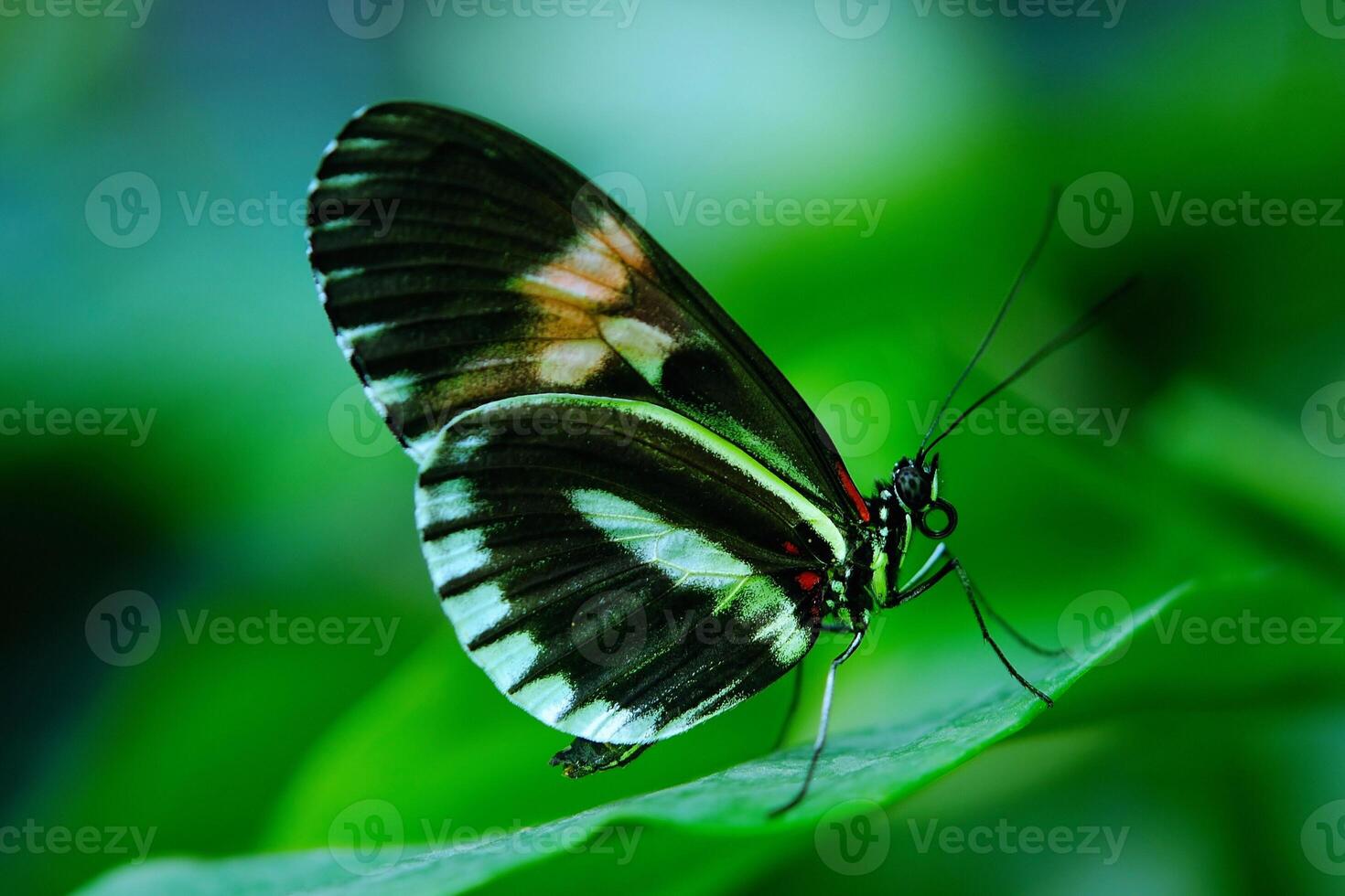 Petal Perch The Butterfly Moment of Stillness photo