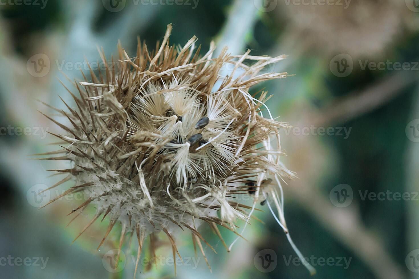 Spiked Elegance Wild Beauty of the Thistle Bloom photo