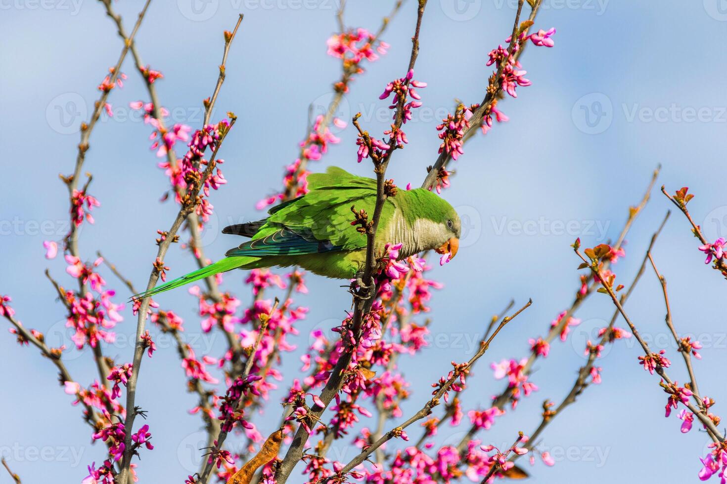 Vibrant Echo Colorful Charisma of the Parrot photo