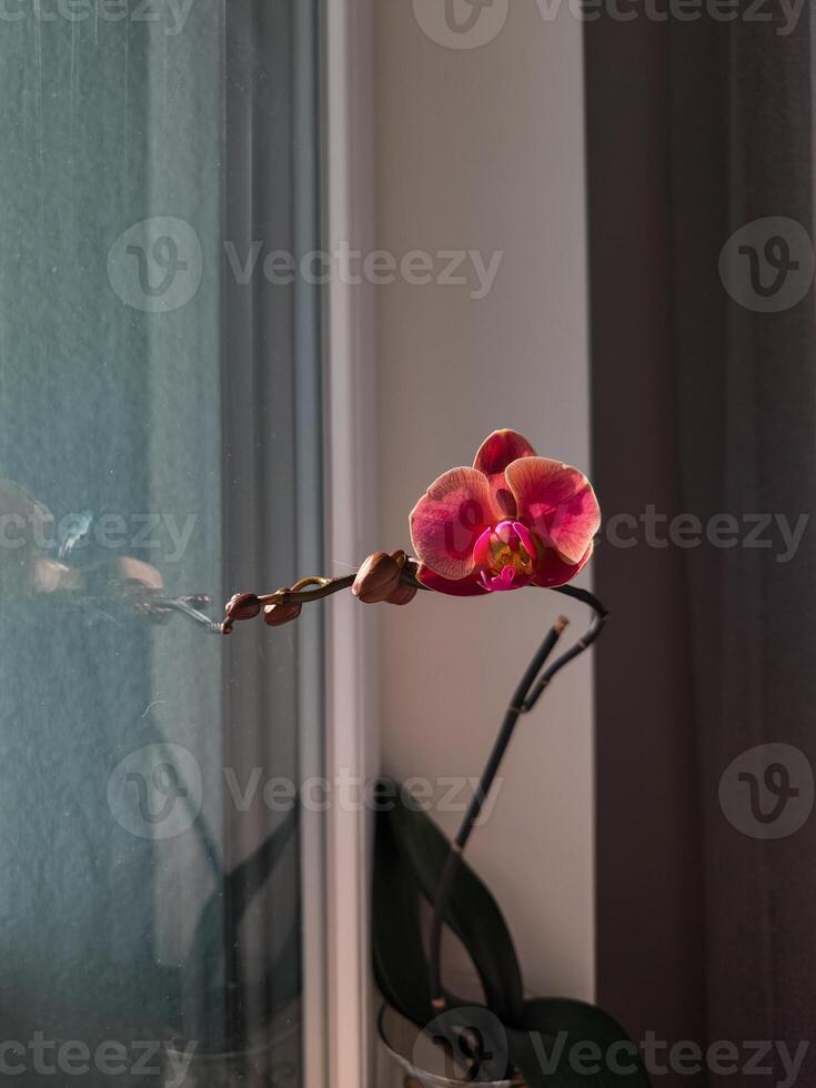 Pink orchid blooming near window in prague apartment photo