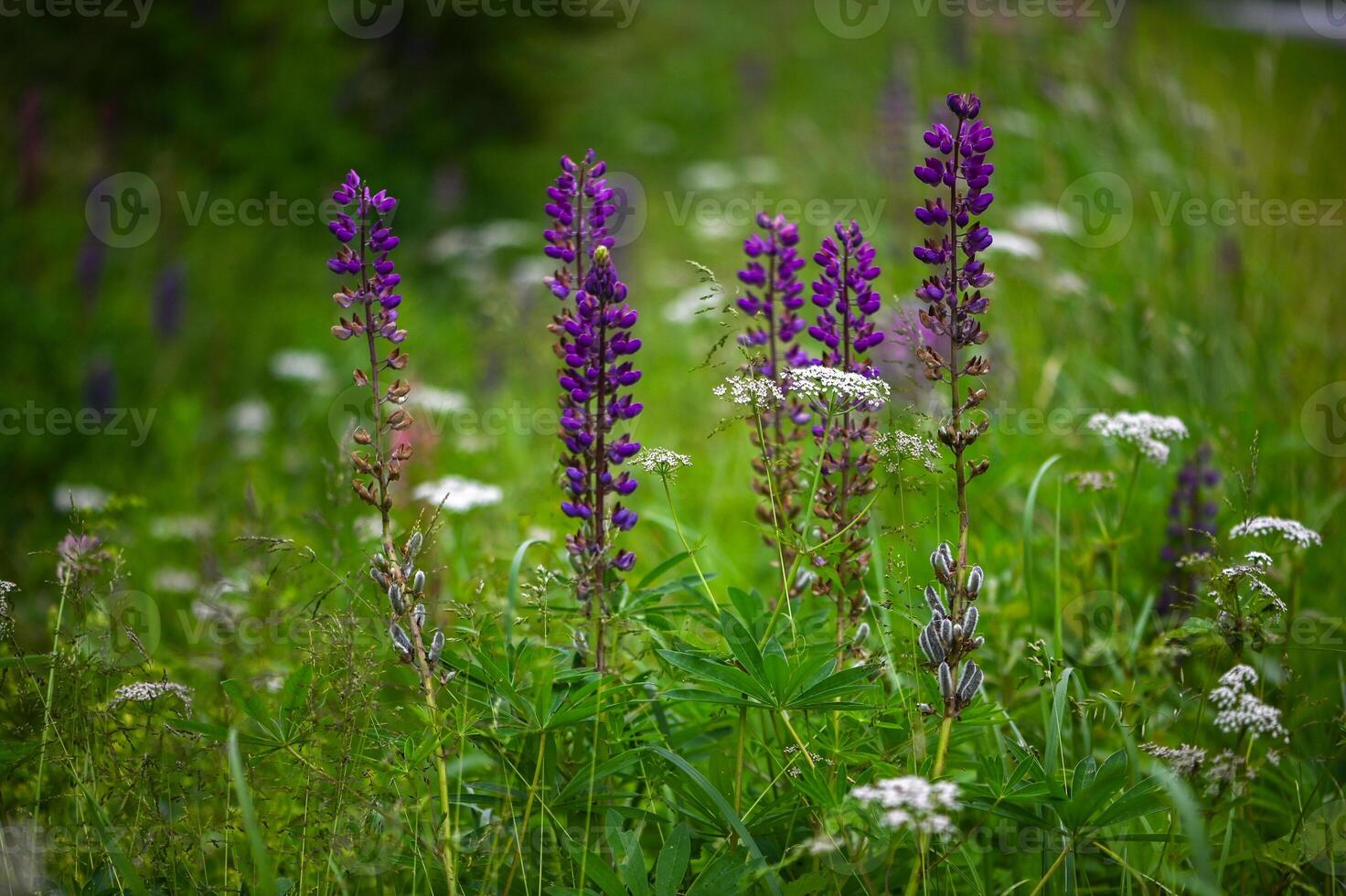 Closeup of the blue lupine flowers in the field photo