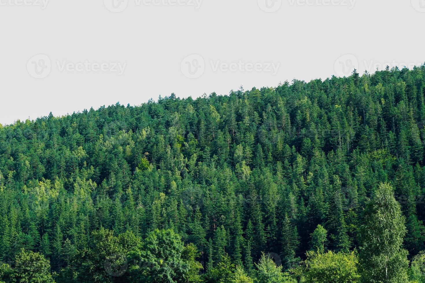 Lush green forest with dense conifer trees under clear sky during daytime hours photo