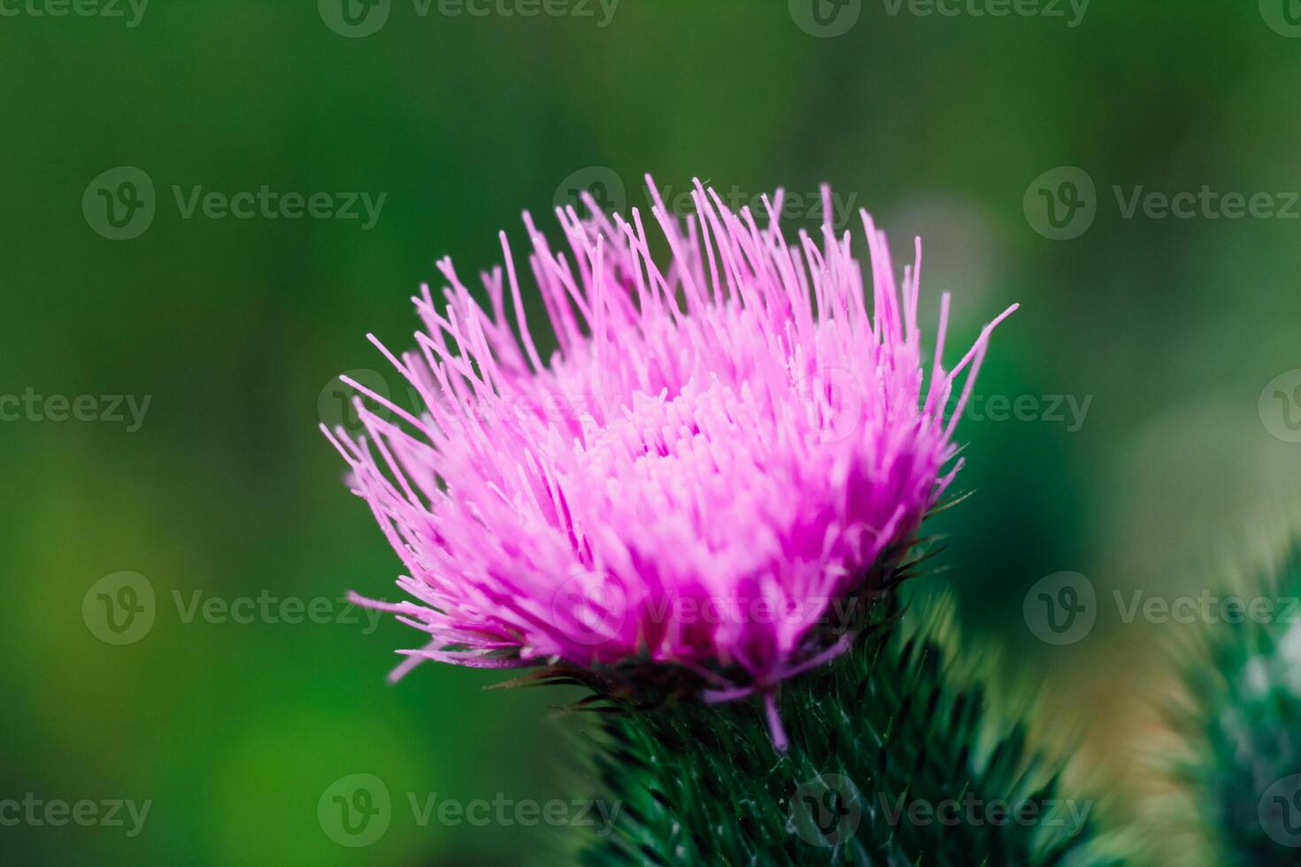 Vivid pink thistle flower blooms in a natural garden setting during daylight hours photo
