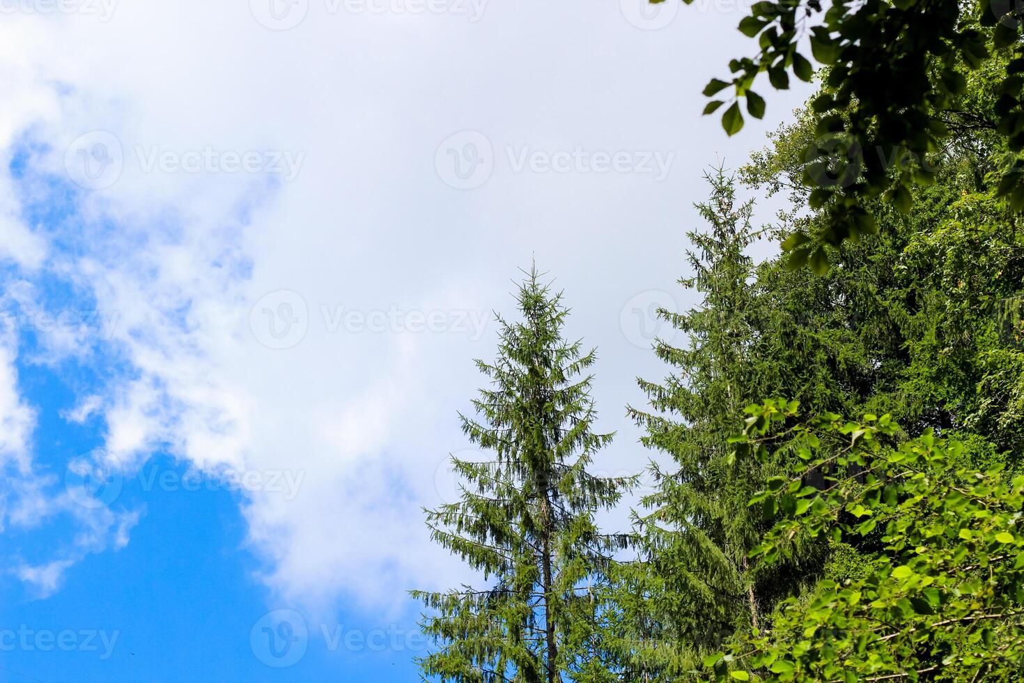 Tall pine trees against a bright blue sky with scattered clouds in a tranquil forest photo